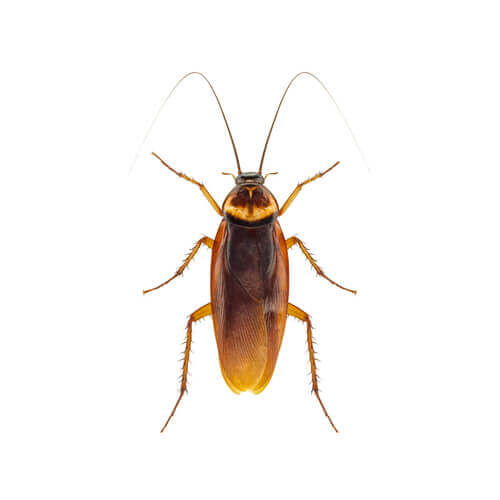 disinfestazione-scarafaggi
