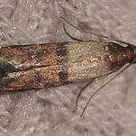 tignola-fasciata-del-grano