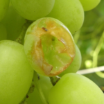 lacerazione-uva-da-morso-di-topo