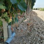 derattizzazione